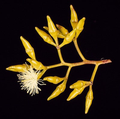 Eucalyptus Fibrosa (Broad Leafed Red Ironbark)