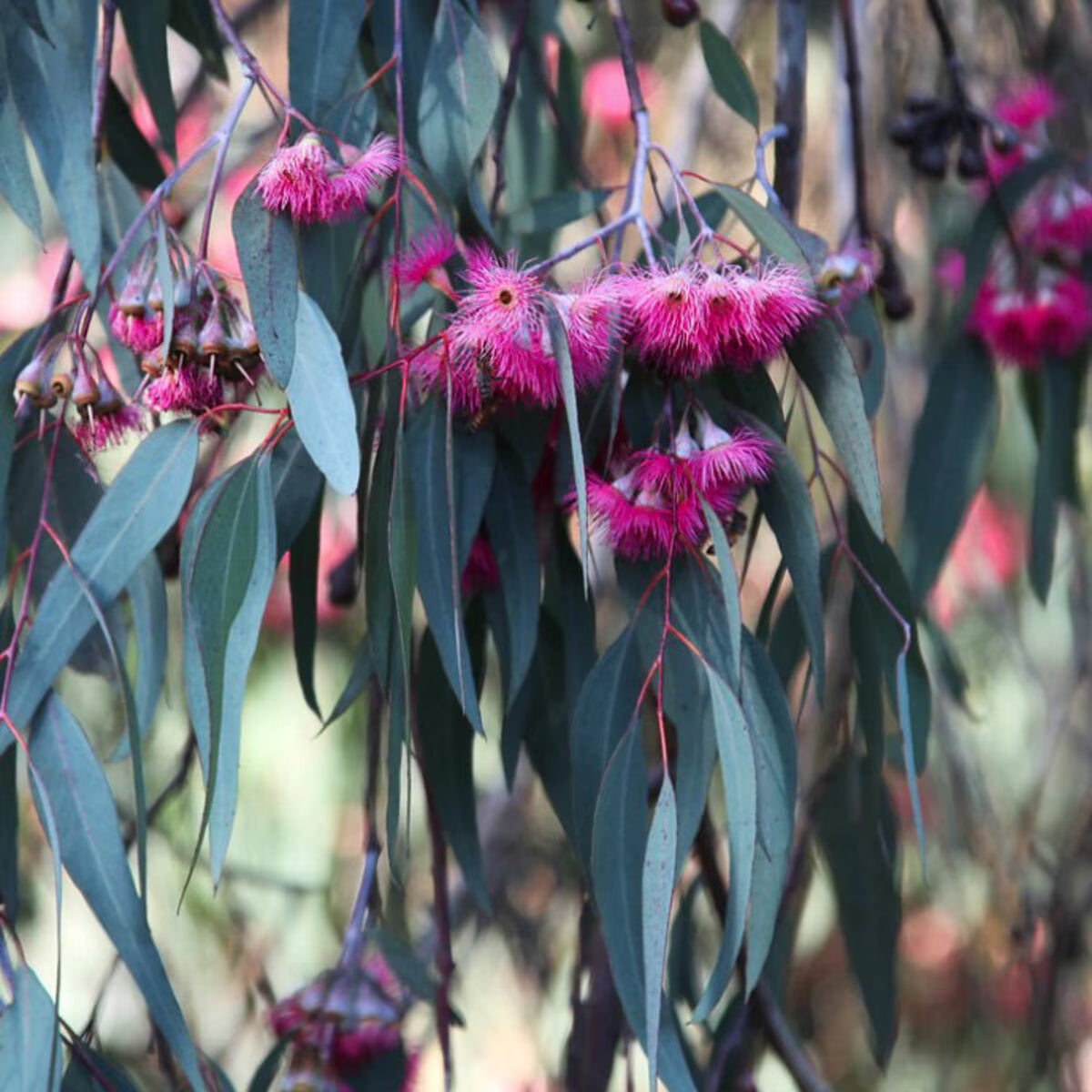 Eucalyptus Sideroxylon ‘Rosea’ (Pink-Flowering Ironbark)