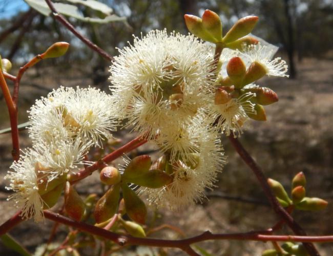 Eucalyptus microcarpa (Grey Box)
