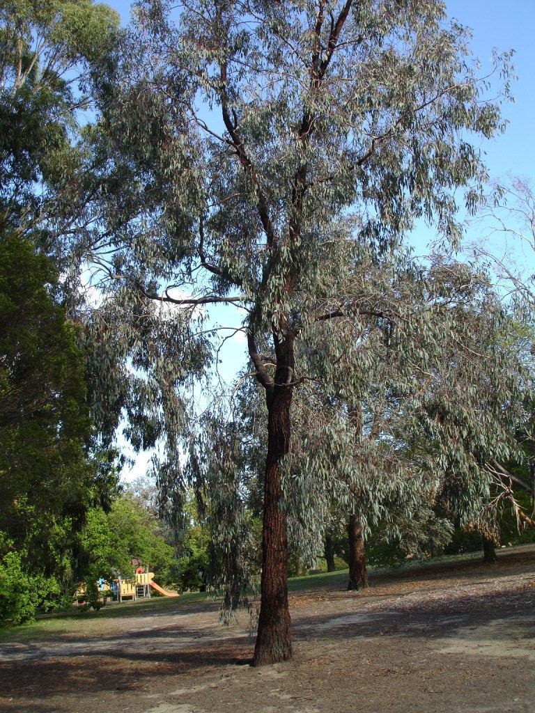 Eucalyptus Sideroxylon (Iron Bark)