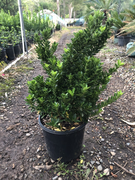 Euonymus Japonicus 'Easy Hedge' (Japanese Spindle Bush)