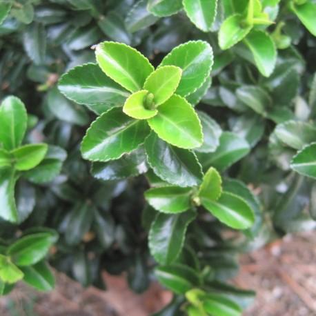 Euonymus Japonicus ‘Green Rocket’
