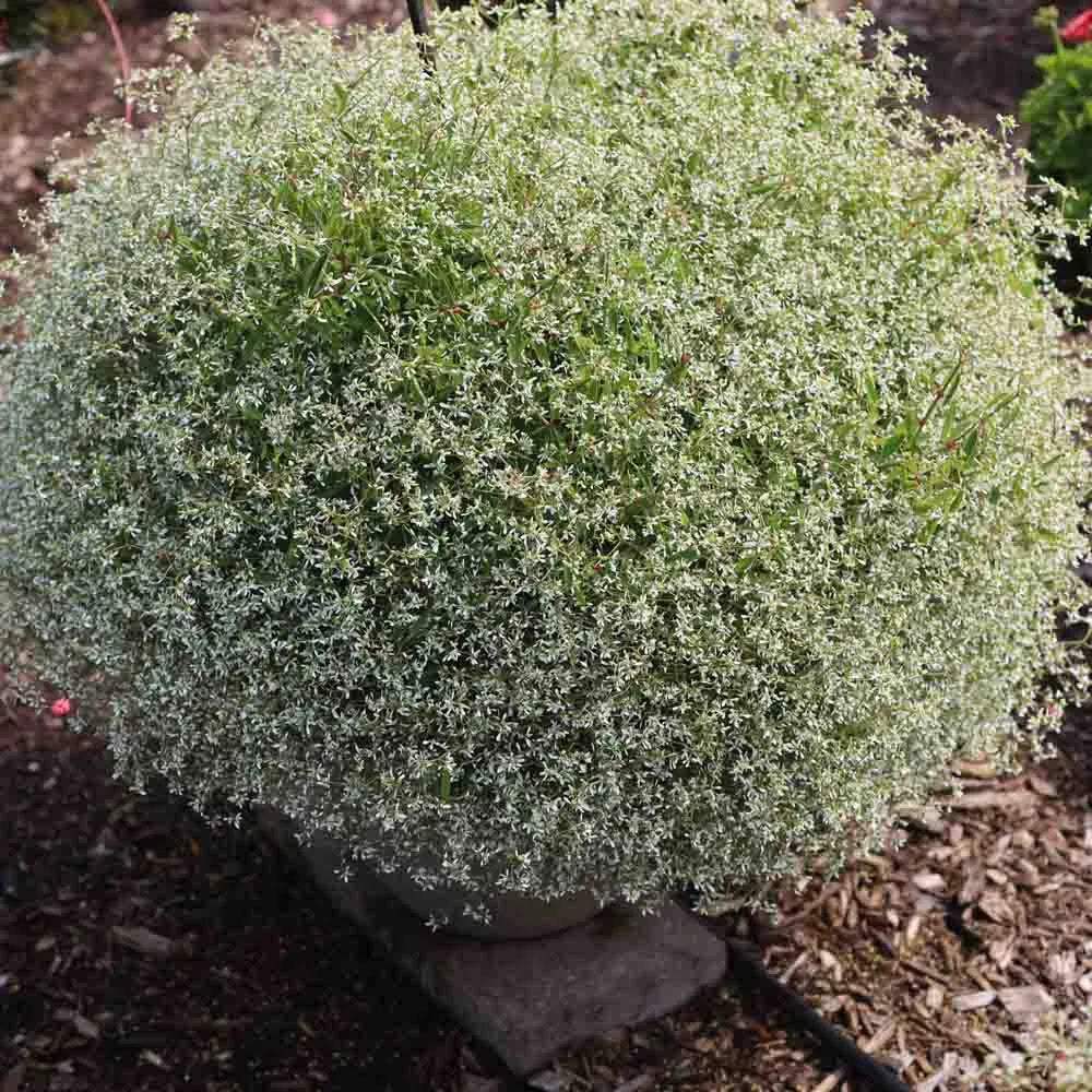 Euphorbia 'Stardust White Sparkles' (Spurge)
