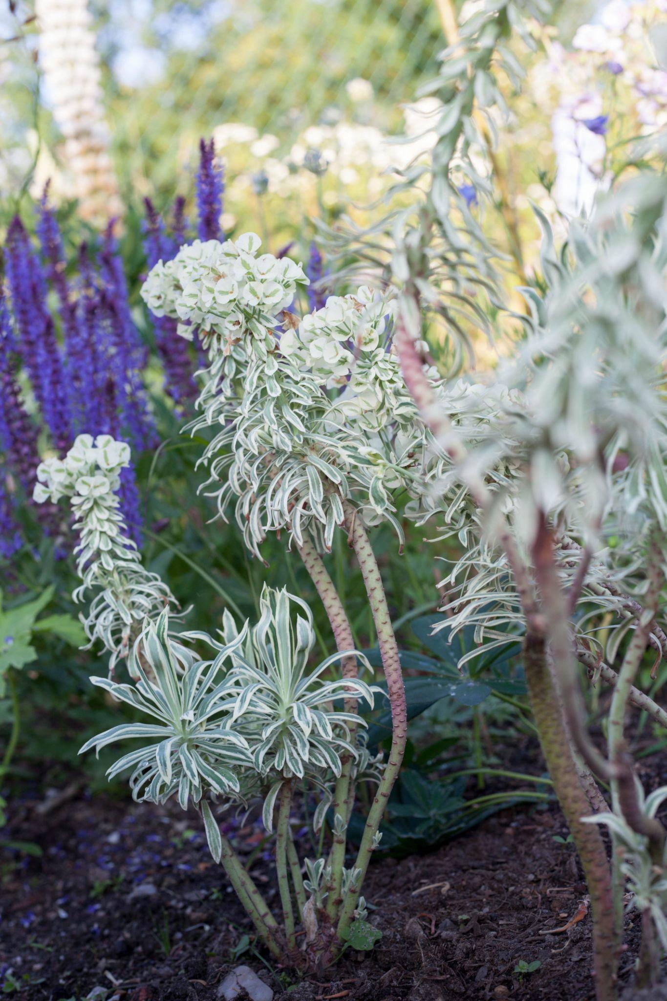 Euphorbia Characias ‘Tasmanian Tiger’ (Tasmanian Tiger Spurge)