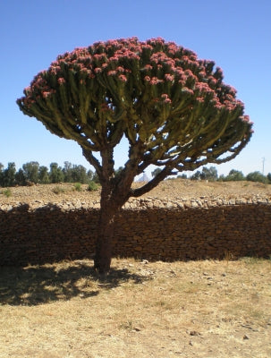 Euphorbia Eritrea (Candelabra Cactus/Cowboy Cactus)