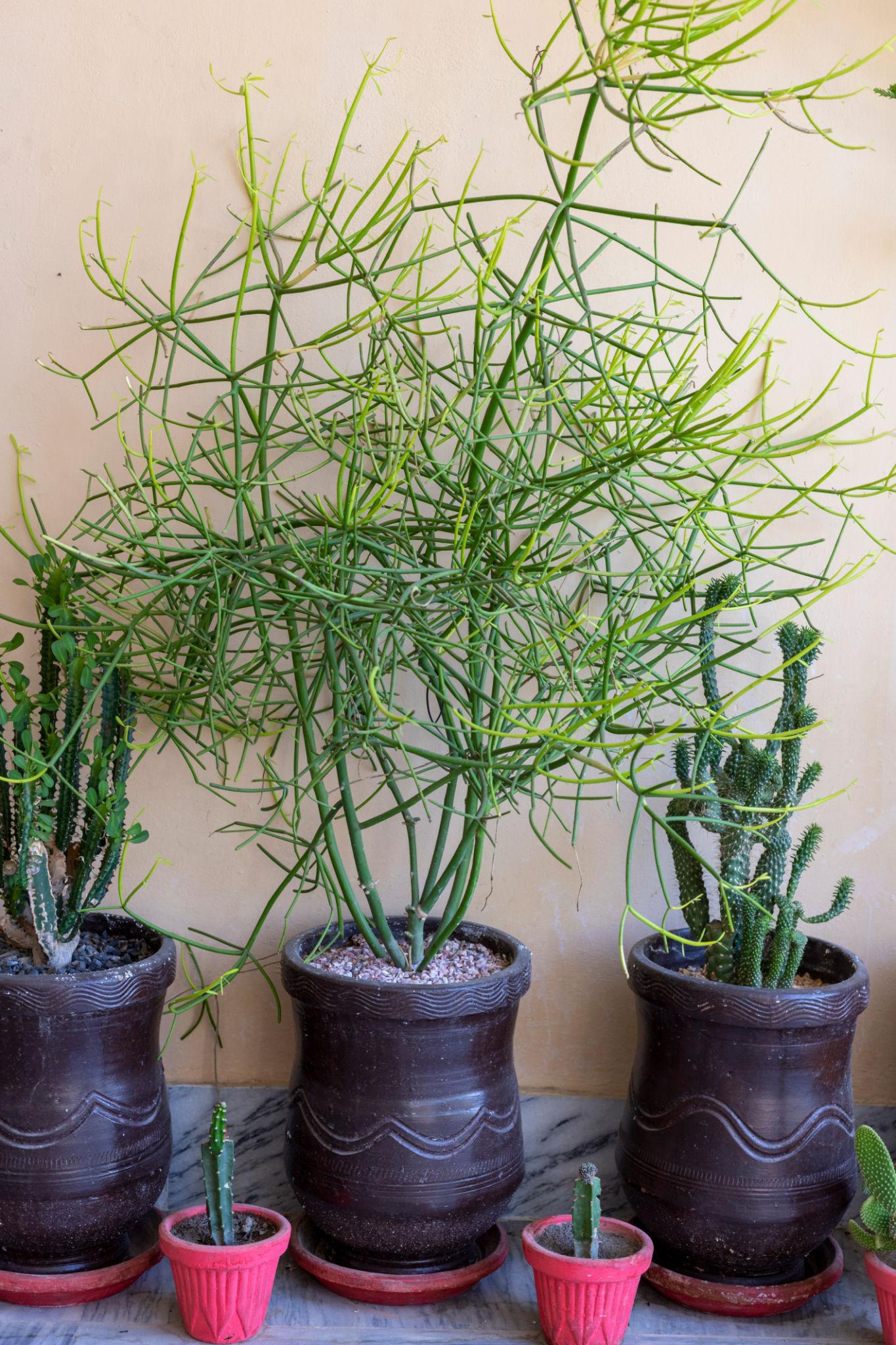 Euphorbia Tirucalli ‘Green’ (Green Pencil Cactus)