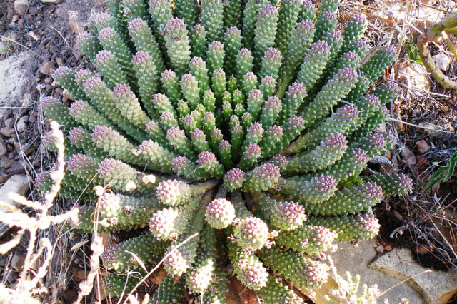 Euphorbia caput-medusae (Medusa’s Head)