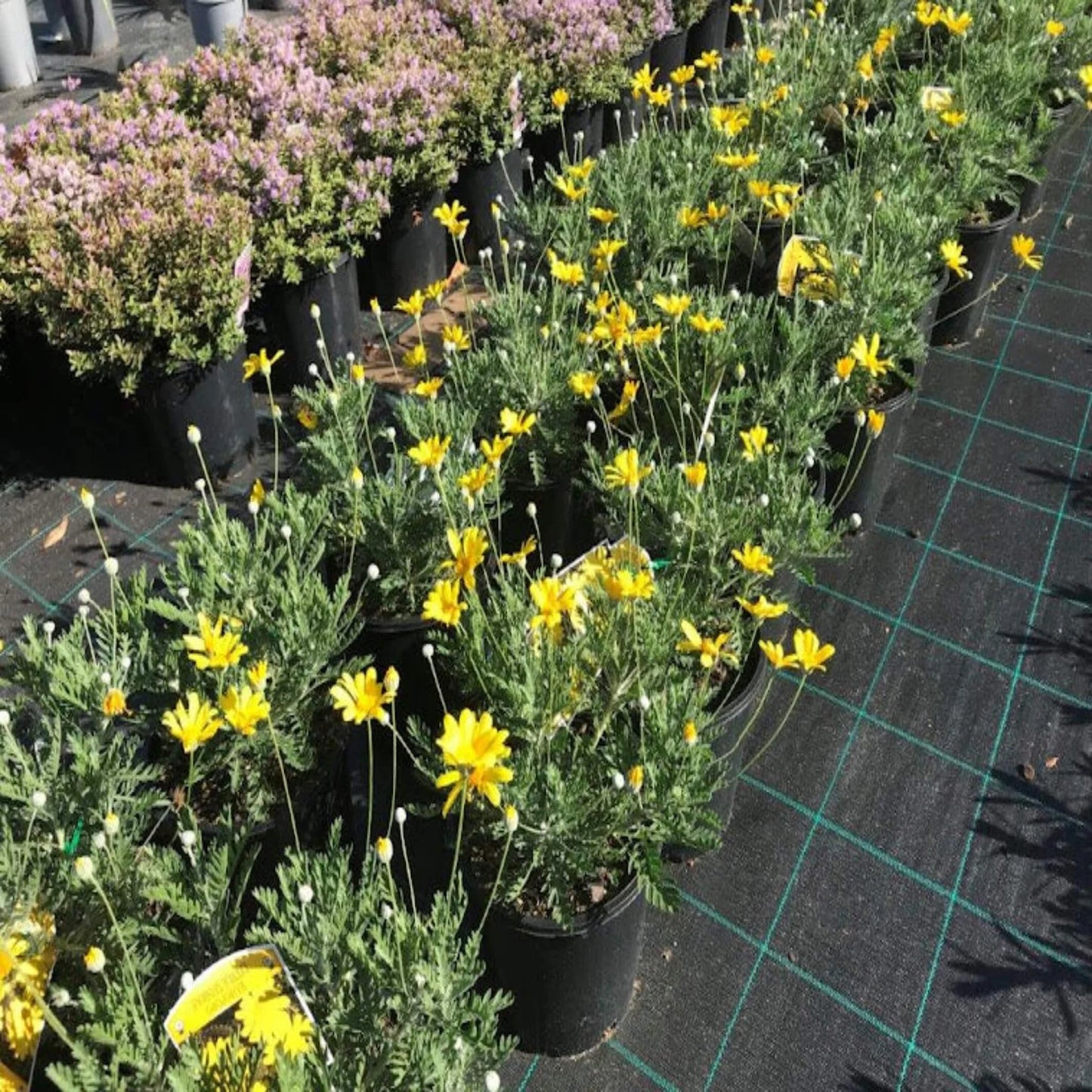 Euryops Pectinatus 'Little Sunray' (Golden Daisy Bush)