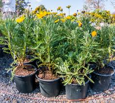 Euryops Pectinatus (Yellow Daisy Bush)