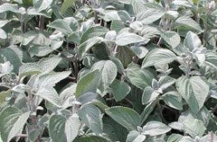 Plectranthus argentea ‘Silver Shield’ (Silver Spurflower)