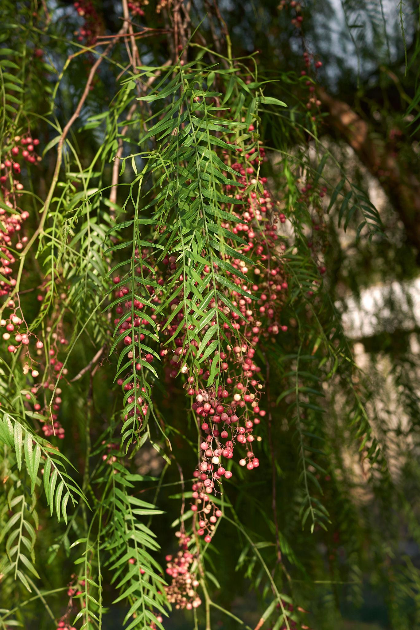 Schinus Molle (Pepper Tree)