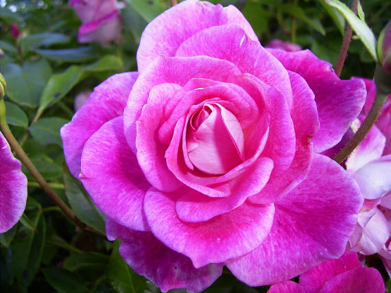 Rosa ‘Brilliant Pink Iceberg’ (Brilliant Pink Iceberg Rose)