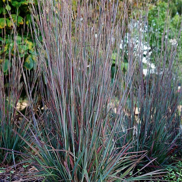 Schizachyrium Scoparium 'Standing Ovation' (Standing Ovation Little Bluestem)