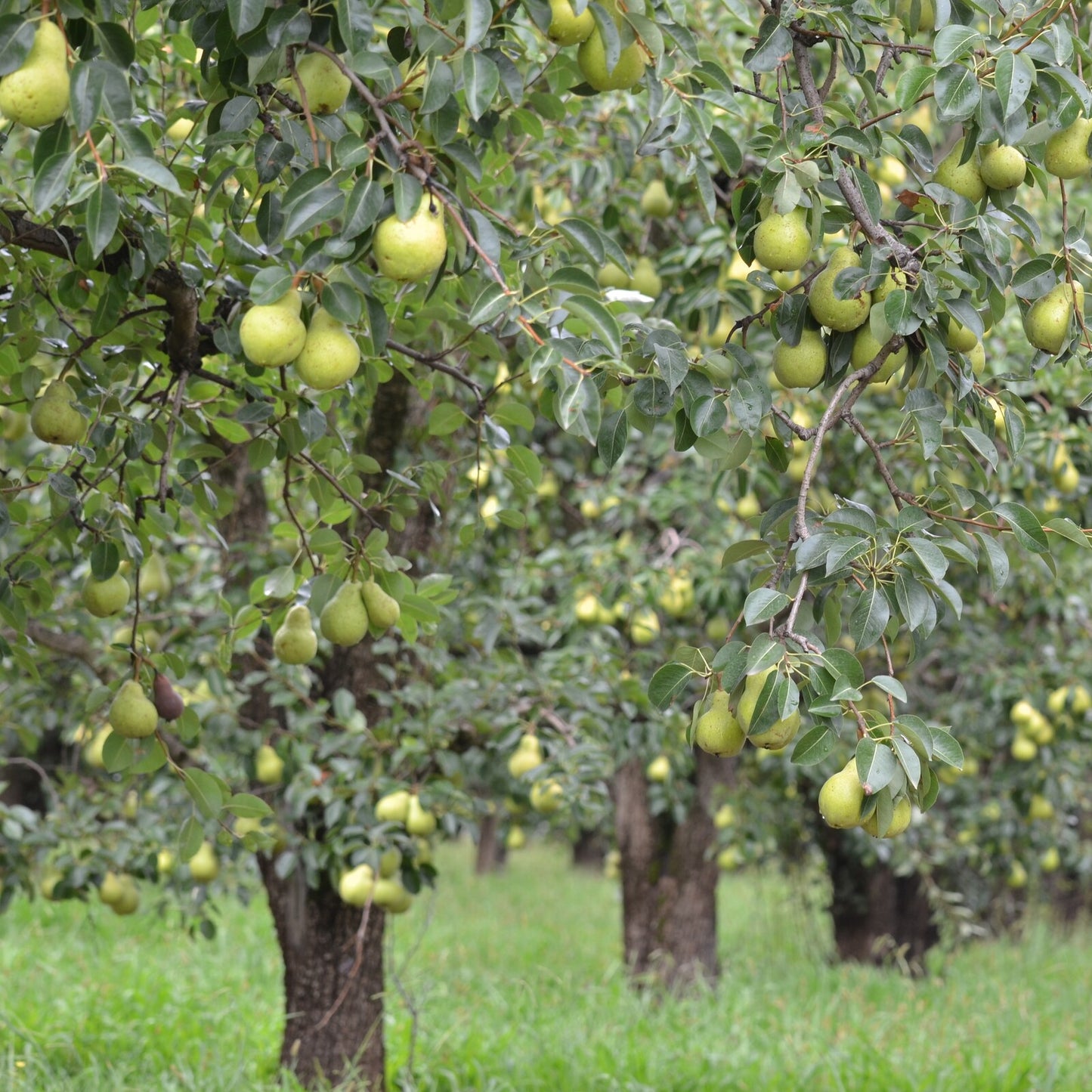 Pyrus Communis 'Williams' (Williams Pear)