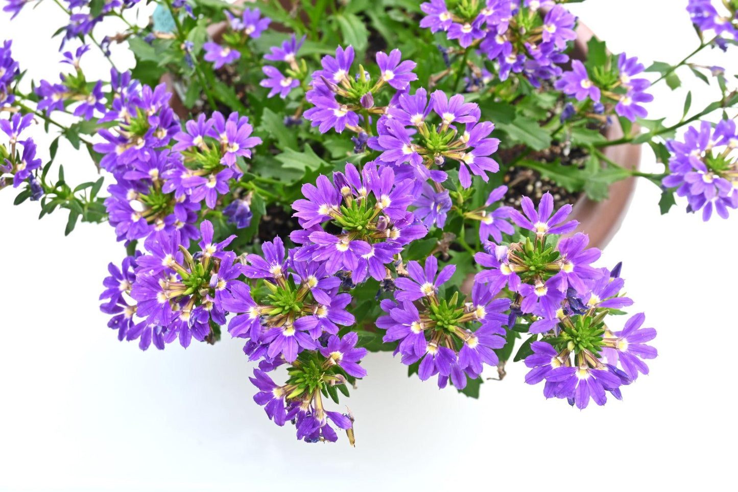 Scaevola Aemula ‘Fairy Blue’ (Fan Flower)