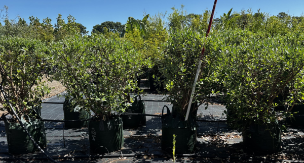 Feijoa Sellowiana (Pineapple Guava)