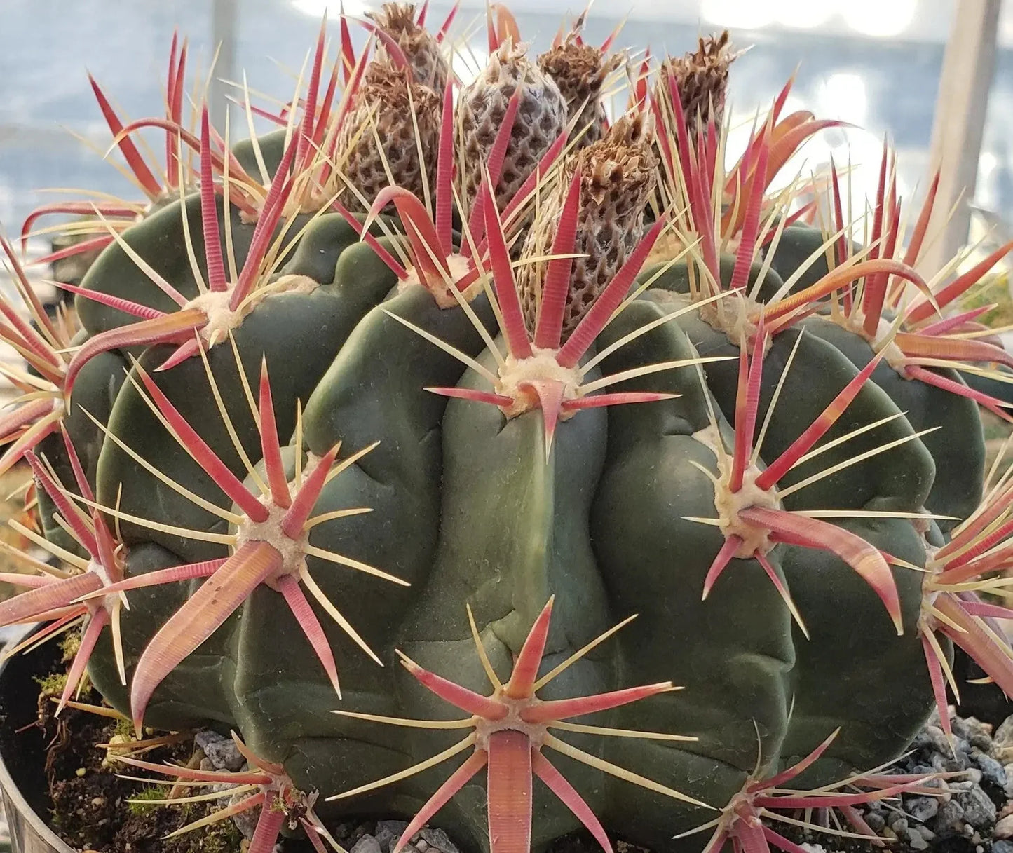 Ferocactus Electracanthus (Barrel Cactus)
