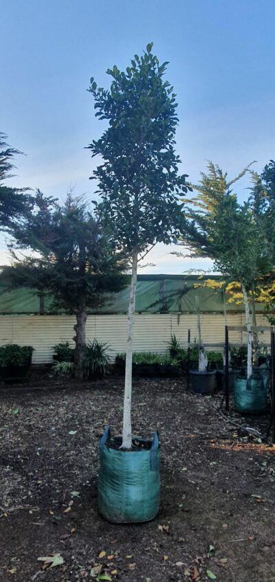 Ficus Microcarpa (Flash Pleached)