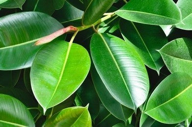 Ficus benjamina ‘Evergreen’ Tissue Culture – Weeping Fig
