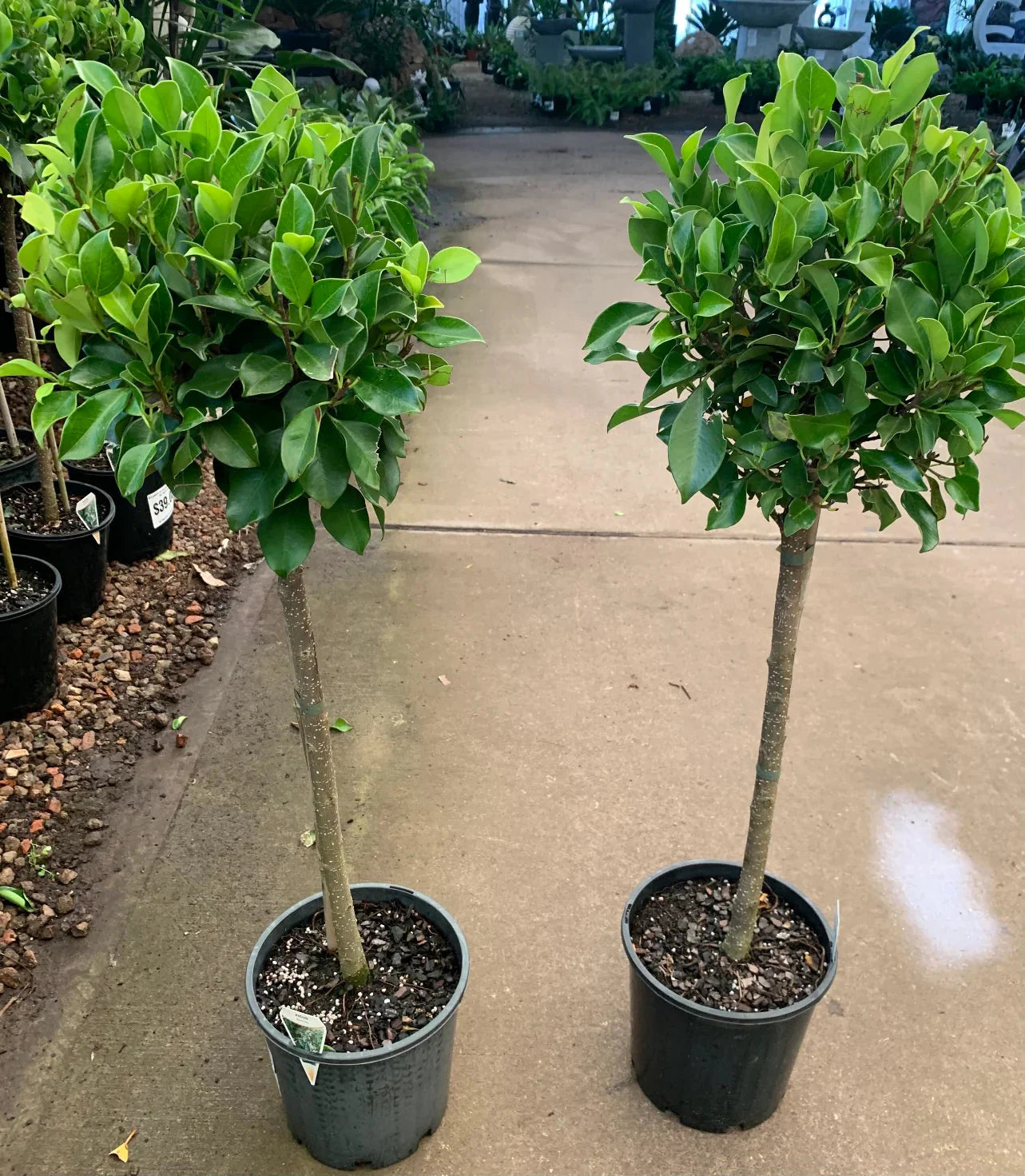 Ficus Benjamina (Emerald Green Standard)