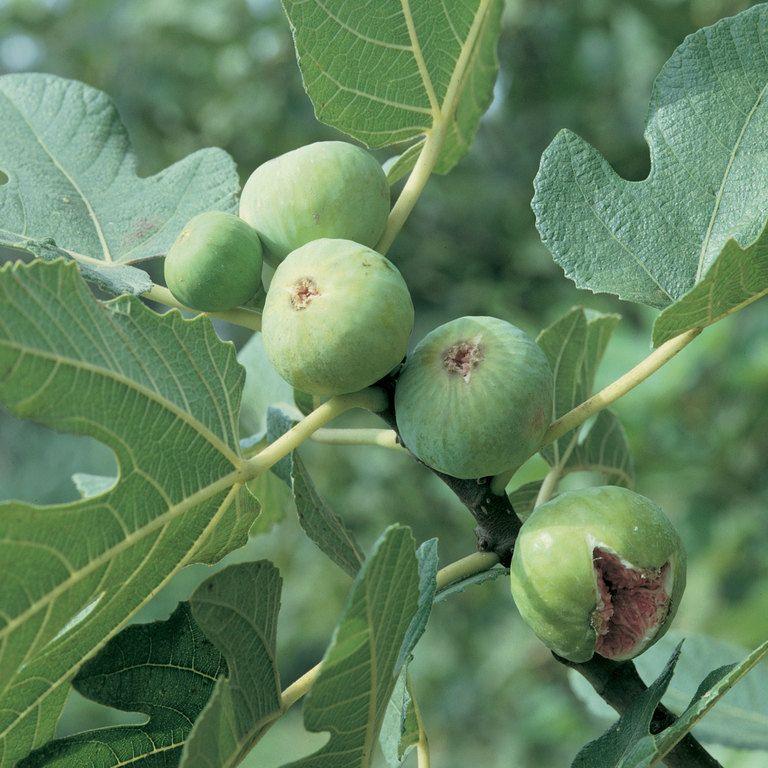 Ficus Carica ‘White Genoa’ (White Genoa Fig)