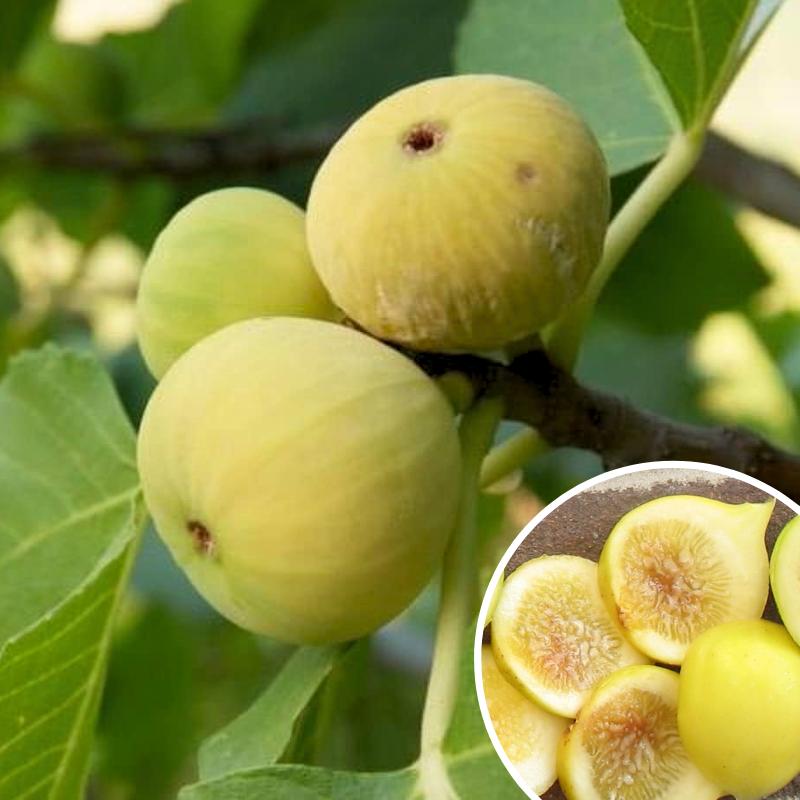 Ficus Carica 'Yellow Excel' (Yellow Excel Fig)