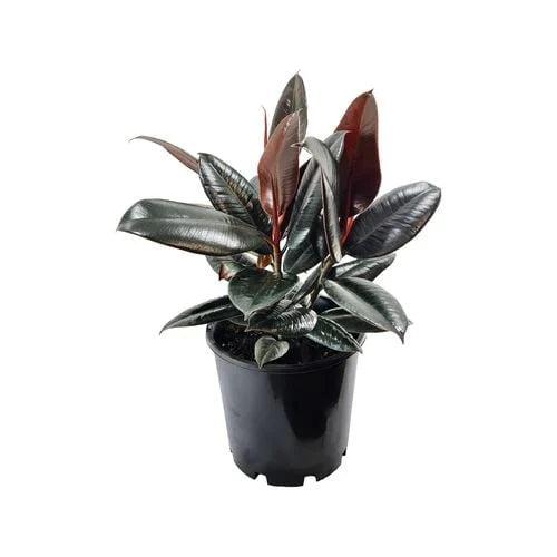 "Ficus Elastica Burgundy (Indian Rubber Tree) in a pot, ready for sale with glossy, dark burgundy leaves."