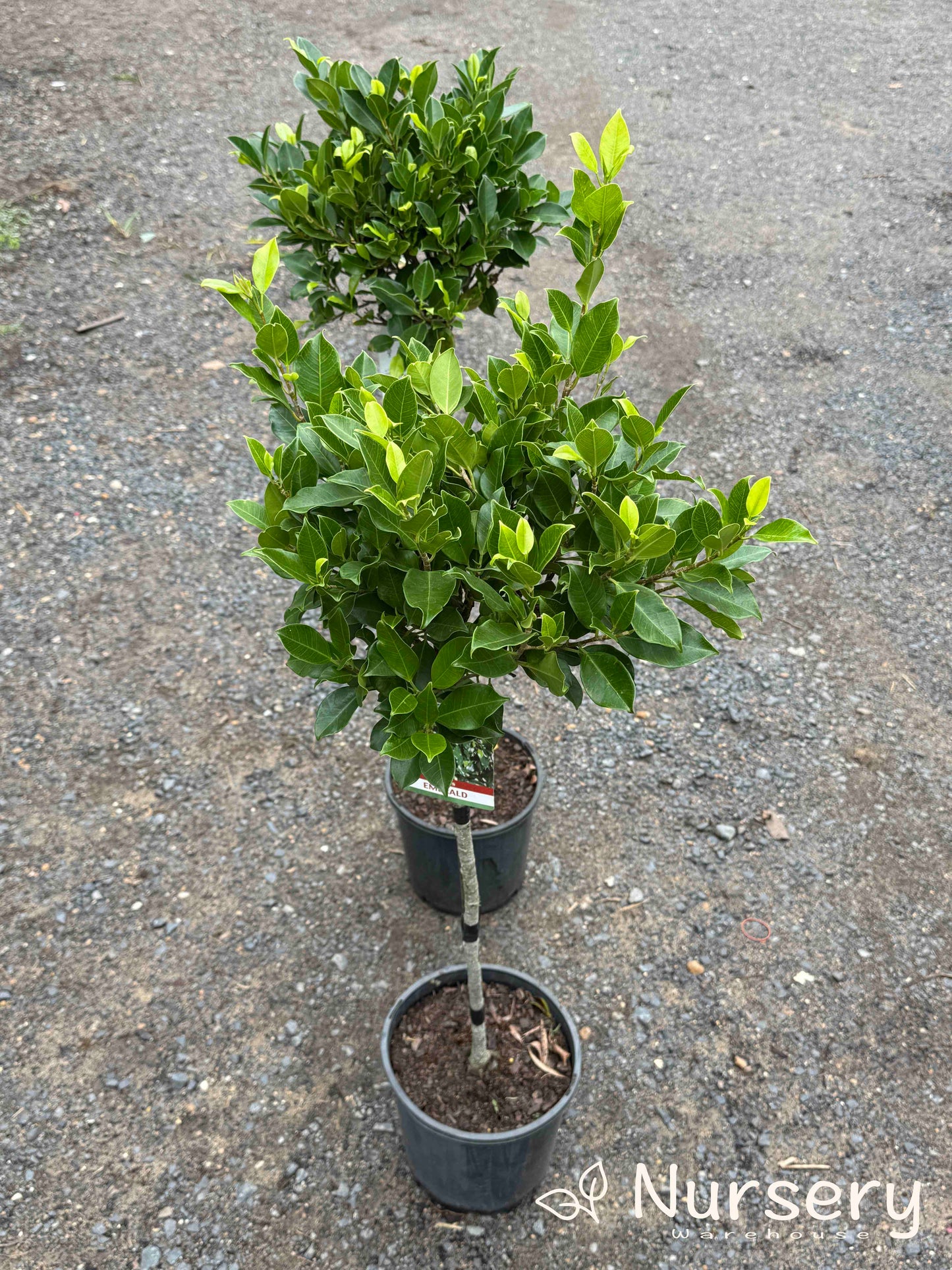 Ficus Microcarpa ‘Emerald’ (Emerald Ficus)