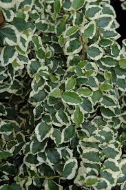 Ficus Pumila ‘Variegata’ (Variegated Creeping Fig)
