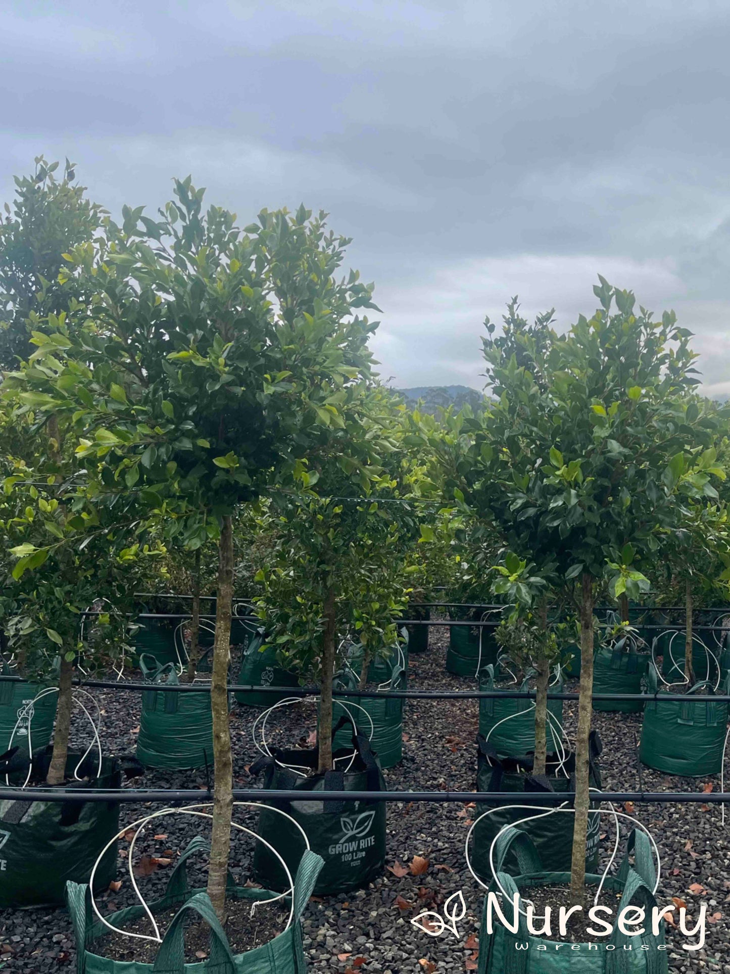 Ficus Microcarpa (Flash Pleached)