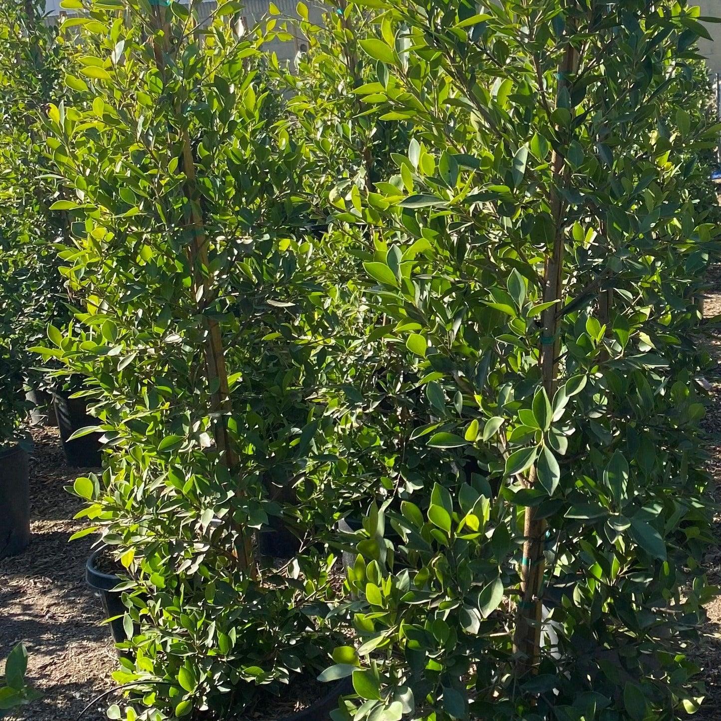 Ficus Microcarpa ‘Hillii’ Standards (Indian Laurel Fig)