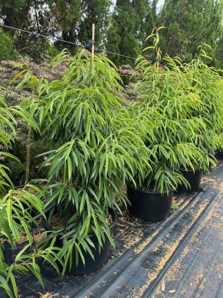 Ficus Binnendijkii (Alii Petite)