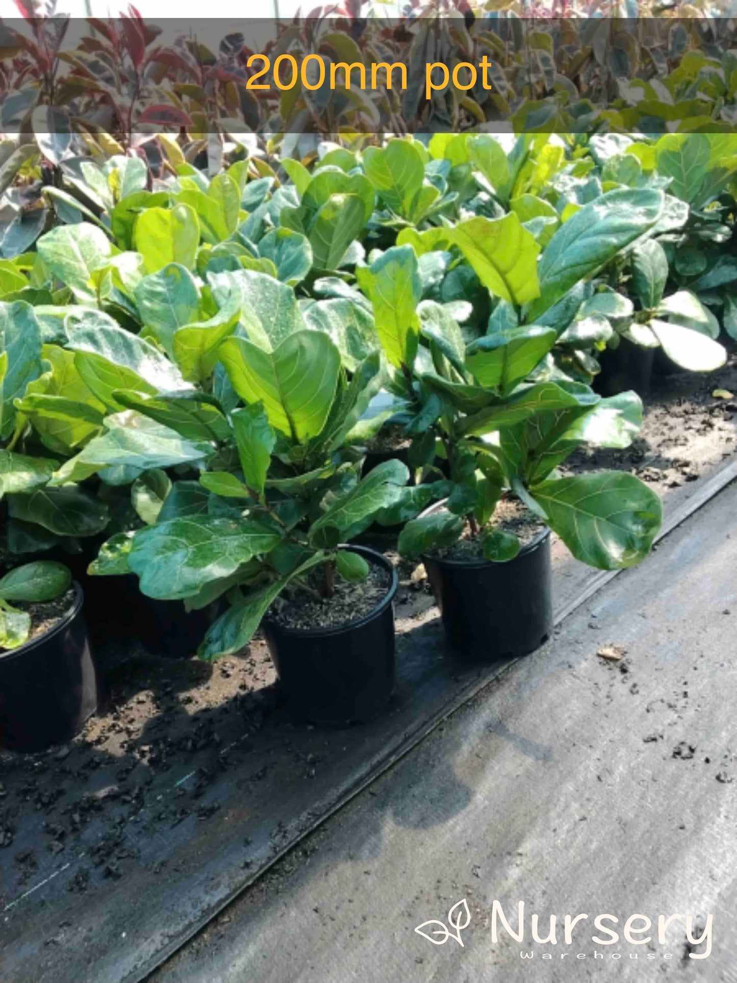 Ficus Lyrata (Fiddle Leaf)