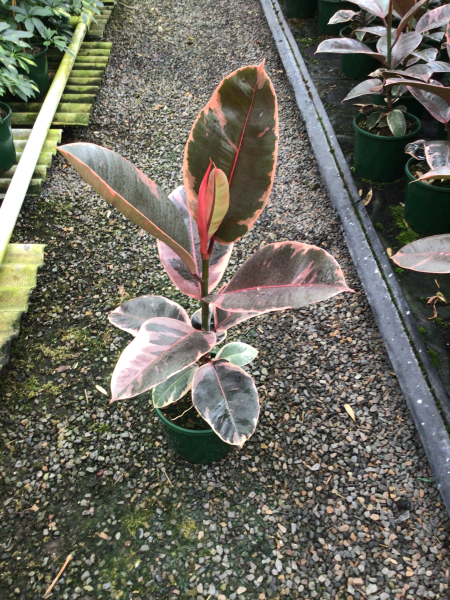 Ficus Elastica 'Ruby' (Ruby Rubber Plant)
