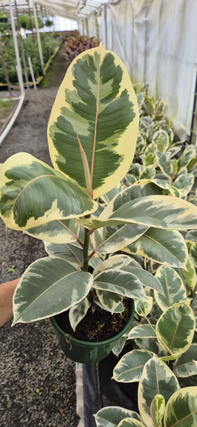 Ficus Elastica ‘Tineke’ (Variegated Rubber Plant)