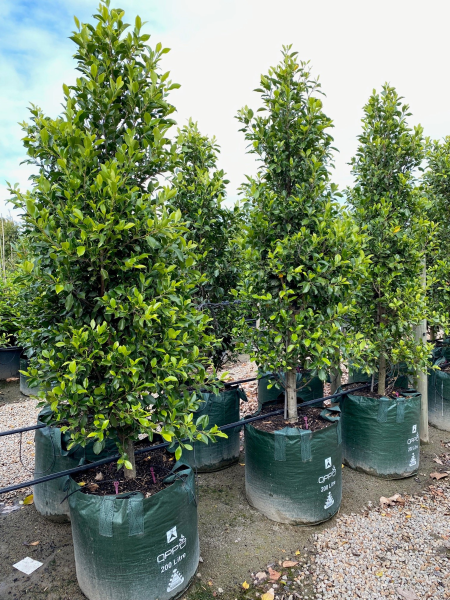 Ficus Microcarpa Hillii 'Flash' - Standard