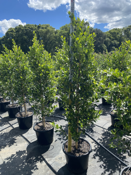 Ficus Microcarpa Flash - Straight