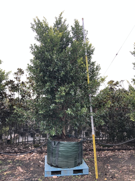 Ficus Microcarpa 'Flash' (Flash Ficus)