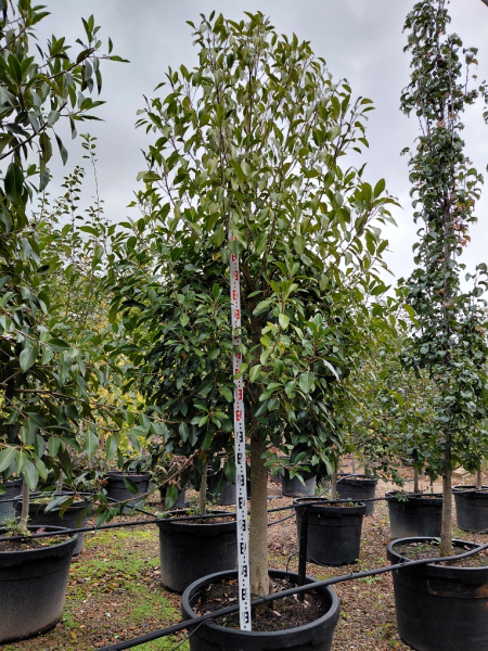 Ficus Obliqua (Small-Leaved Fig)
