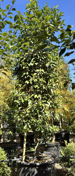 Ficus Rubiginosa (Port Jackson Fig)