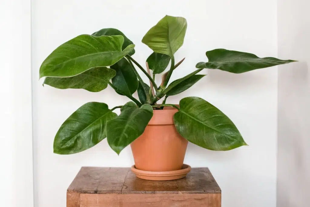 Philodendron Erubescens Sun Red