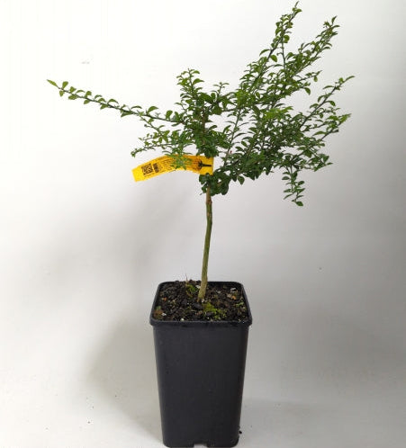 Citrus australasica ‘Alstonville’ (Finger Lime)