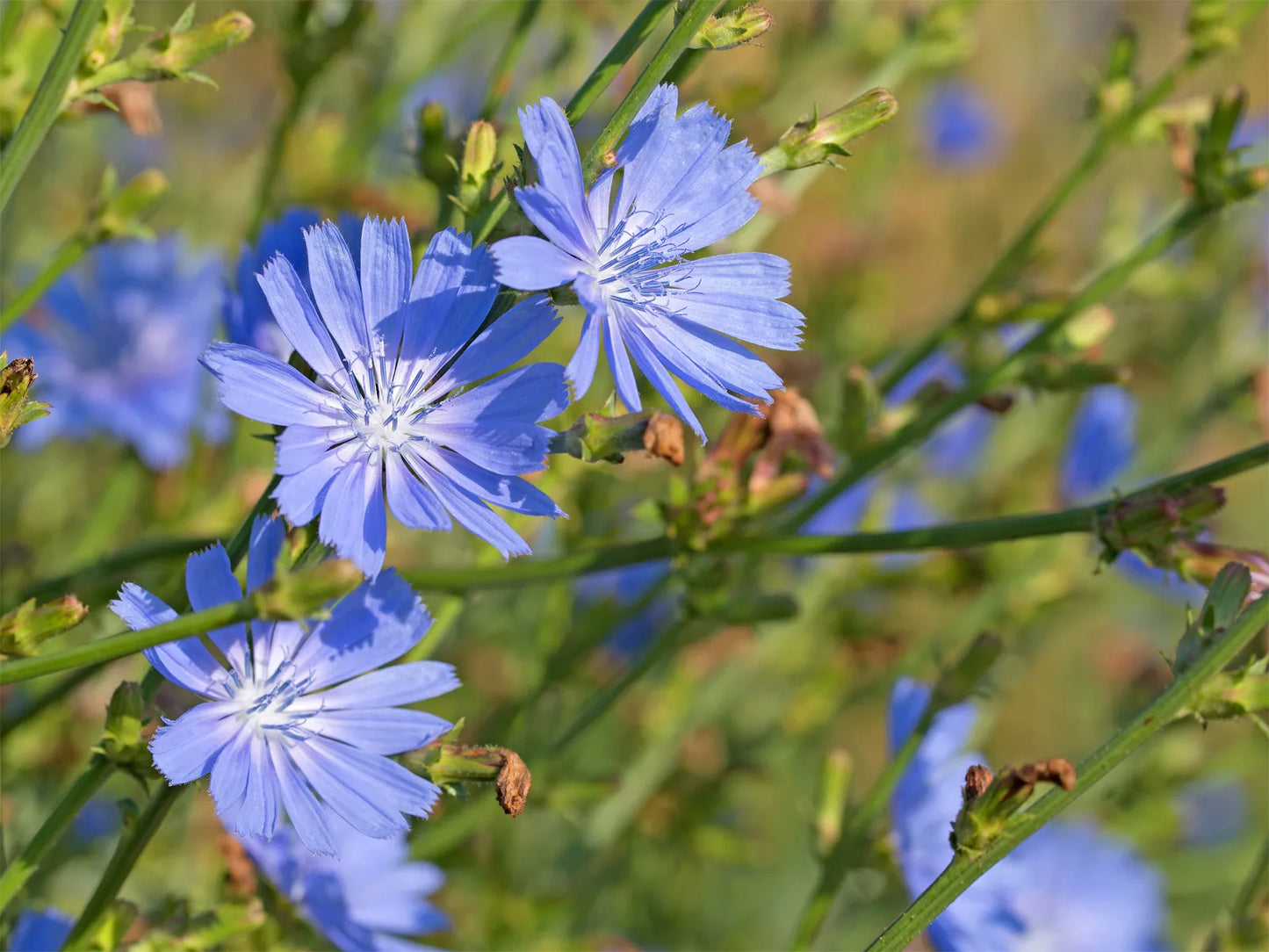 Chicory (Cichorium intybus)