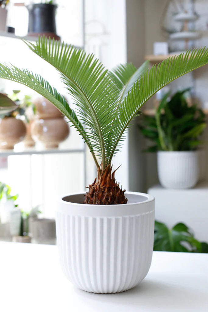 Cycas Revoluta (Sago Palm)