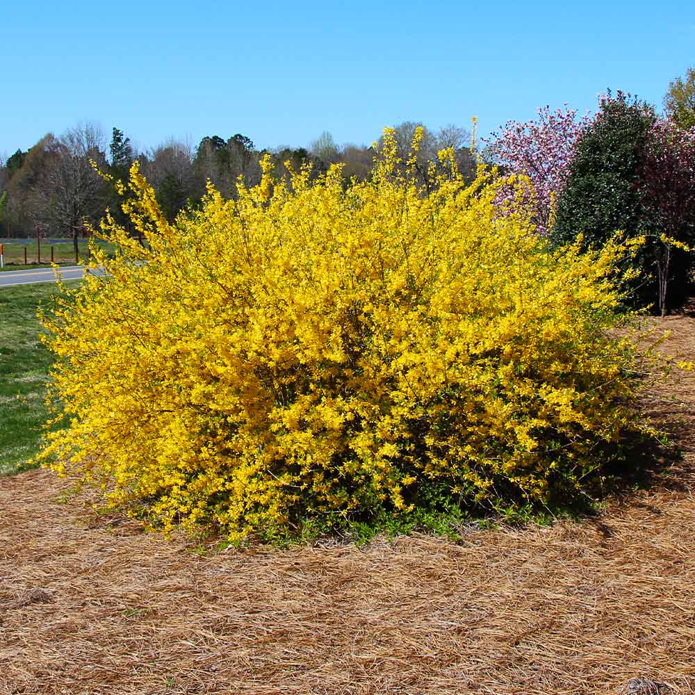 Forsythia × Intermedia ‘Lynwood’ (Lynwood Gold Forsythia)