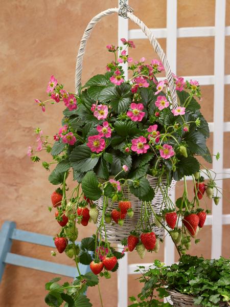 Fragaria X Ananassa 'Frisan' (Frisan Strawberry)