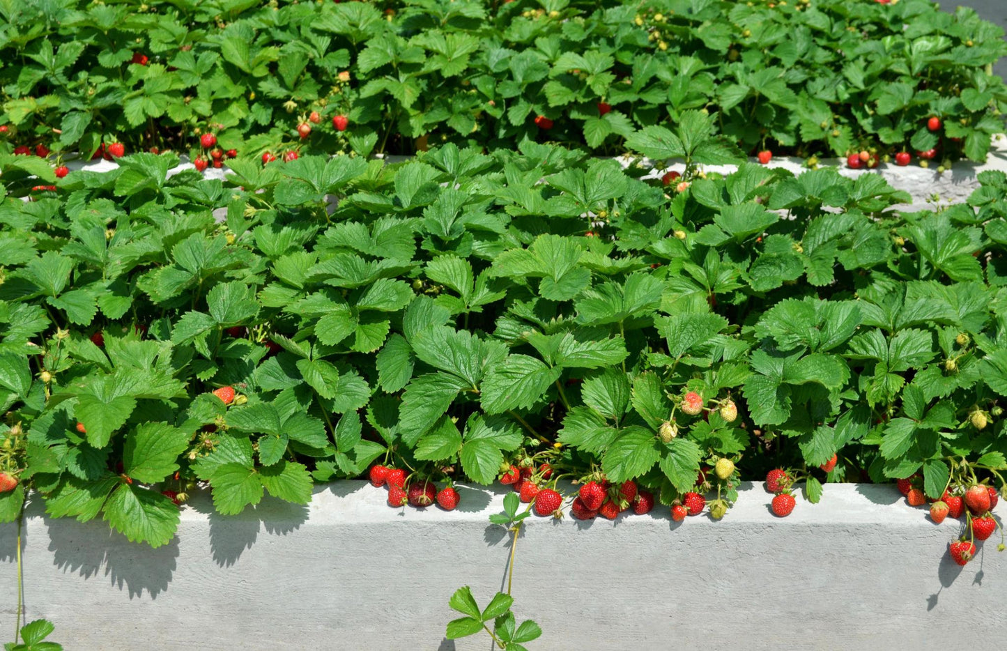 Fragaria × Ananassa (Strawberry Mix)