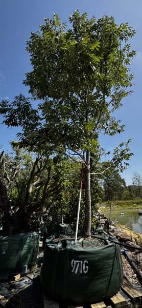 Fraxinus Pennsylvanica 'Urbanite' (Urbanite Ash)