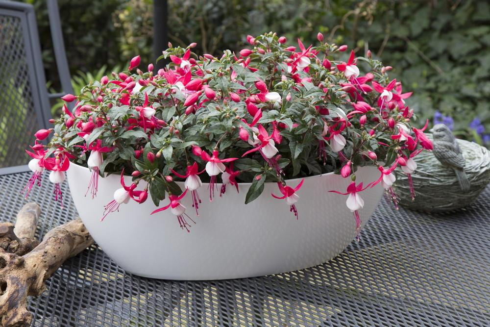 Fuchsia ‘Bella Evita’ (Bella Evita Fuchsia)