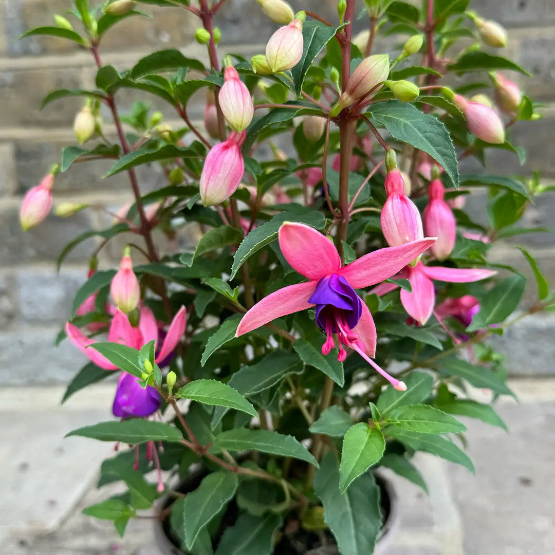 Fuchsia ‘Bella Mariska’ (Bella Mariska Fuchsia)